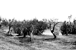 10386835_788463807863041_6702727947167475196_n